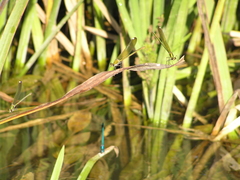 Calopteryx syriaca