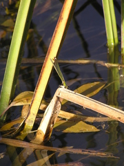 Calopteryx syriaca