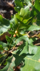 Xanthoteras eburneum