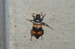 Nicrophorus quadripunctatus