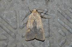 Diarsia deparca