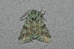 Daseochaeta viridis