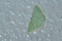 Comostola subtiliaria