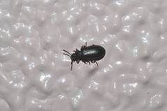 Luprops orientalis