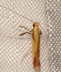 Caloptilia superbifrontella
