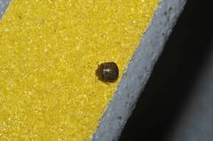 Megacopta punctatissima