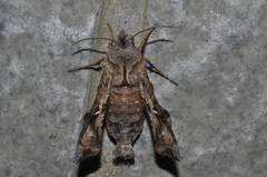 Neogurelca himachala