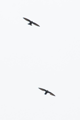 Chaetura pelagica