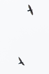 Chaetura pelagica