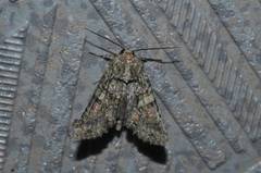 Dryobotodes intermissa