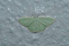 Comostola subtiliaria