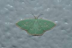 Comostola subtiliaria