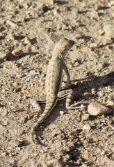 Callisaurus draconoides ventralis