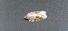 Acleris ptychogrammos