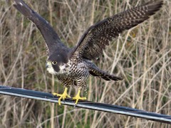 Falco peregrinus pealei