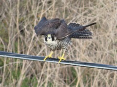 Falco peregrinus pealei