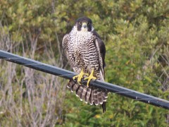 Falco peregrinus pealei