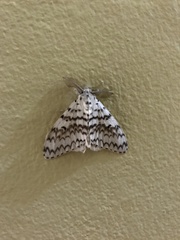 Lymantria brotea