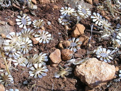 Artedia squamata