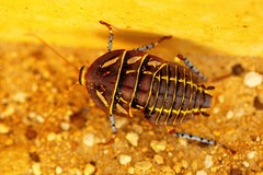 Polyzosteria mitchelli