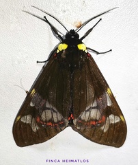 Dysschema marginalis