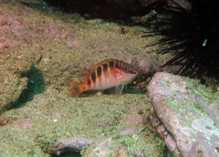 Hypoplectrodes maccullochi