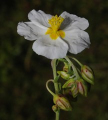 Helianthemum