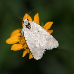 Leucocnemis perfundis