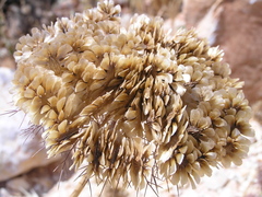 Artedia squamata