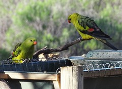 Polytelis anthopeplus