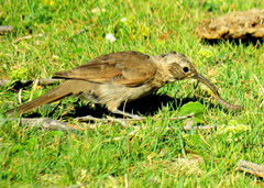 Upucerthia dumetaria