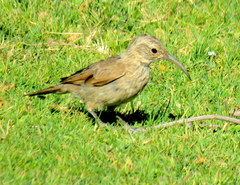 Upucerthia dumetaria