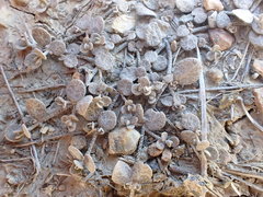 Atriplex buchananii
