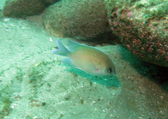 Mecaenichthys immaculatus