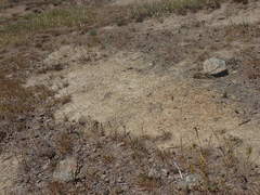 Atriplex buchananii