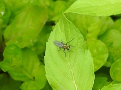 Plagioneurus univittatus