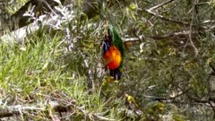 Trichoglossus moluccanus