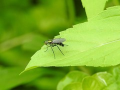 Plagioneurus univittatus