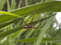Neoctenus