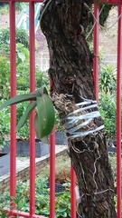 Phalaenopsis amabilis