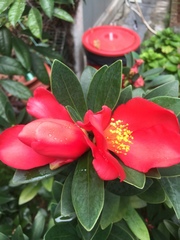 Camellia azalea