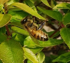 Apis mellifera