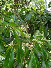 Bronchocela celebensis