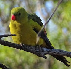 Polytelis anthopeplus