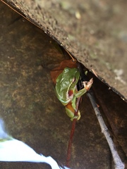 Ranoidea phyllochroa