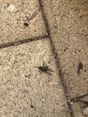 Tasmanicosa godeffroyi