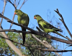 Polytelis anthopeplus