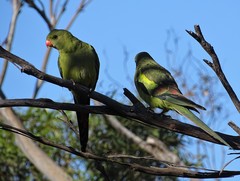 Polytelis anthopeplus