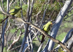 Polytelis anthopeplus