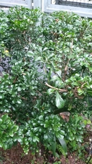 Aglaia odorata microphyllina